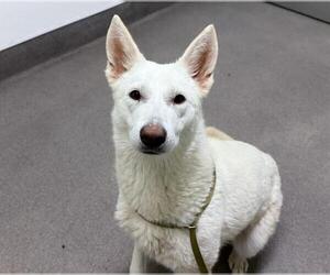 Siberian Husky Dogs for adoption in HESPERIA, CA, USA