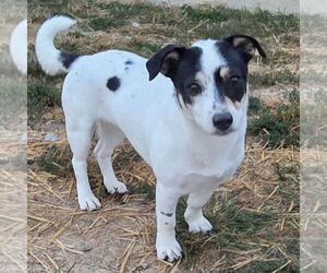 Toy Rat Doxie Dogs for adoption in Batavia, OH, USA