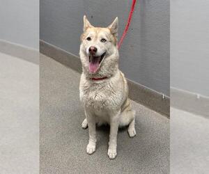 Siberian Husky-Unknown Mix Dogs for adoption in Las Vegas, NV, USA