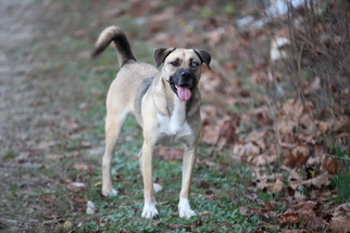 Alaskan Husky-German Shepherd Dog Mix Dogs for adoption in Grayson, KY, USA