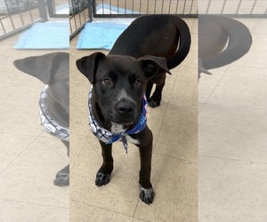Pointer-Unknown Mix Dogs for adoption in El Centro, CA, USA