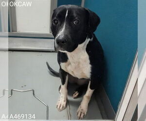 American Pit Bull Terrier Dogs for adoption in Oklahoma City, OK, USA