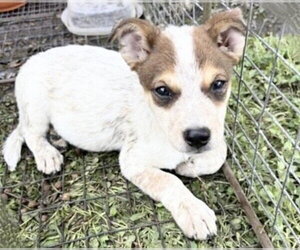 Mutt Dogs for adoption in Houston, TX, USA