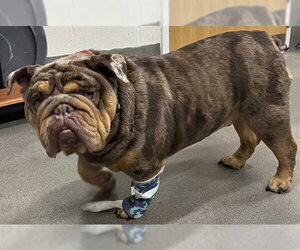 Bulldog Dogs for adoption in Forestville, MD, USA