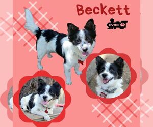 Border Collie-Pembroke Welsh Corgi Mix Dogs for adoption in Lindsay, CA, USA