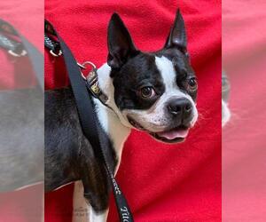 Boston Terrier Dogs for adoption in Shreveport, LA, USA