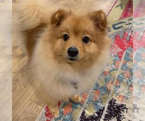 Pomeranian Dogs for adoption in Eden Prairie, MN, USA