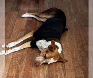 Mutt Dogs for adoption in San Antonio, TX, USA