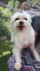 Maltese Dogs for adoption in Canton, CT, USA