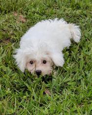 Maltipoo Dogs for adoption in Commerce, GA, USA