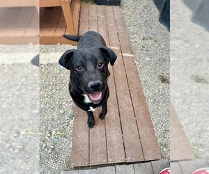 American Pit Bull Terrier Dogs for adoption in Frisco, CO, USA