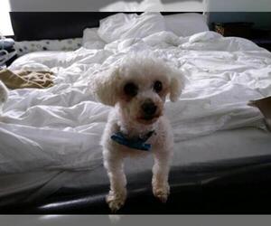 Poodle (Toy) Dogs for adoption in Livonia, MI, USA