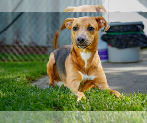 Beagle-Unknown Mix Dogs for adoption in Martinsburg, WV, USA