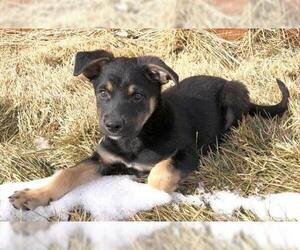 Australian Kelpie-Australian Shepherd Mix Dogs for adoption in Laramie, WY, USA