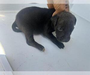 American Pit Bull Terrier Dogs for adoption in Houston, TX, USA