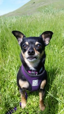 Chipin Dogs for adoption in Petaluma, CA, USA