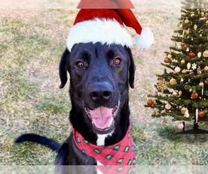 Labrador Retriever Dogs for adoption in Pueblo, CO, USA