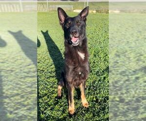 - Mix Dogs for adoption in Rosenberg, TX, USA
