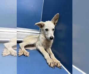 German Shepherd Dog-Unknown Mix Dogs for adoption in Conroe, TX, USA