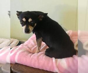 Chihuahua Dogs for adoption in Victorville, CA, USA