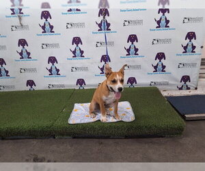 Staffordshire Bull Terrier Dogs for adoption in Orlando, FL, USA