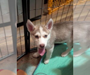 - Mix Dogs for adoption in Holly Springs, NC, USA