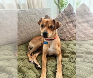 Italian Greyhound-Unknown Mix Dogs for adoption in Denver , CO, USA