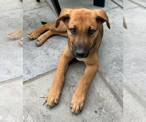 Small German Shepherd Dog Mix