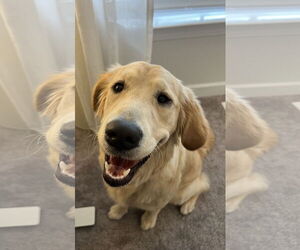 Golden Retriever Dogs for adoption in Murrells Inlet, SC, USA