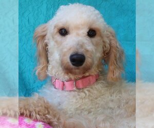 Goldendoodle (Miniature) Dogs for adoption in Cuba, NY, USA