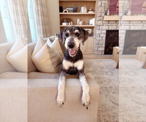 Poodle (Standard)-Unknown Mix Dogs for adoption in Duluth, MN, USA