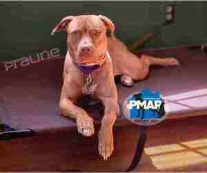 American Pit Bull Terrier-Unknown Mix Dogs for adoption in Binghamton, NY, USA