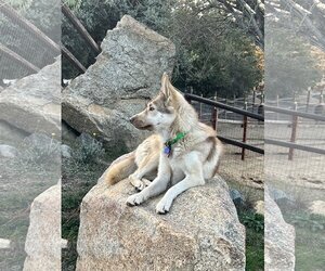German Shepherd Dog-Siberian Husky Mix Dogs for adoption in Lake Elsinore, CA, USA