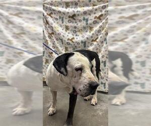 Staffordshire Bull Terrier Dogs for adoption in Rosenberg, TX, USA