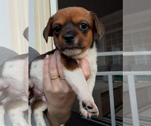 Chihuahua-Unknown Mix Dogs for adoption in Holly Springs, NC, USA