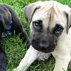 American Bandogge mastiff Dogs for adoption in Minneapolis, MN, USA