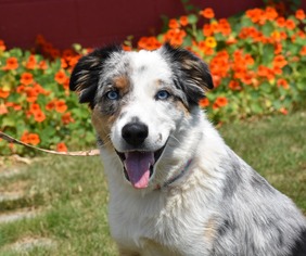 Australian Shepherd Dogs for adoption in Eureka, CA, USA
