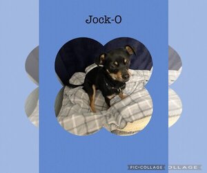 Doxie-Pin Dogs for adoption in Kewanee, IL, USA