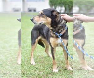 Chinese Shar-Pei-Unknown Mix Dogs for adoption in Kailua Kona , HI, USA