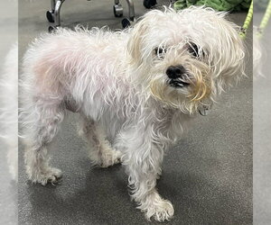 Maltese Dogs for adoption in Forestville, MD, USA