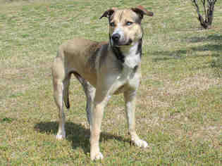 American Pit Bull Terrier-Siberian Husky Mix Dogs for adoption in Edmond, OK, USA