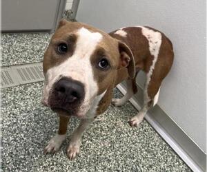 American Pit Bull Terrier-Unknown Mix Dogs for adoption in Salisbury, NC, USA