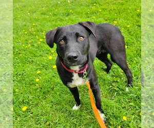 American Staffordshire Terrier-Siberian Husky Mix Dogs for adoption in Lawrenceville, NJ, USA