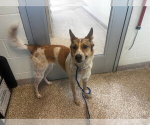German Shepherd Dog-Unknown Mix Dogs for adoption in Pueblo, CO, USA