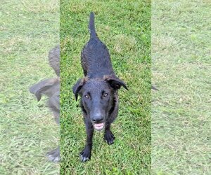 Labrador Retriever-Plott Hound Mix Dogs for adoption in Rutledge, TN, USA