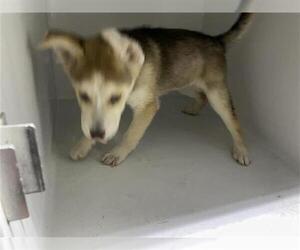 Labsky Dogs for adoption in Houston, TX, USA