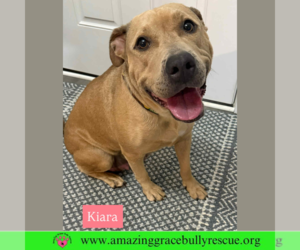 Labrador Retriever-Unknown Mix Dogs for adoption in Milton, FL, USA