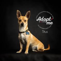 Chiweenie Dogs for adoption in Mt Laurel, NJ, USA