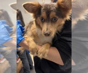 Mutt Dogs for adoption in Stockton, CA, USA