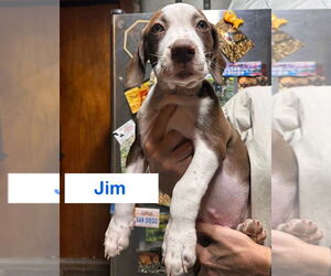 Medium Photo #11 Mutt Puppy For Sale in Claremore, OK, USA